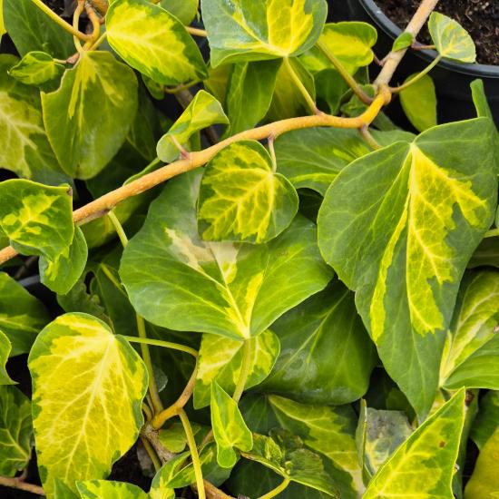 Hedera colchica 'Sulphur Heart' - Sárga-tarka borostyán 2 liter Hedera colchica 'Sulphur Heart' - Sárga-tarka borostyán 2 liter