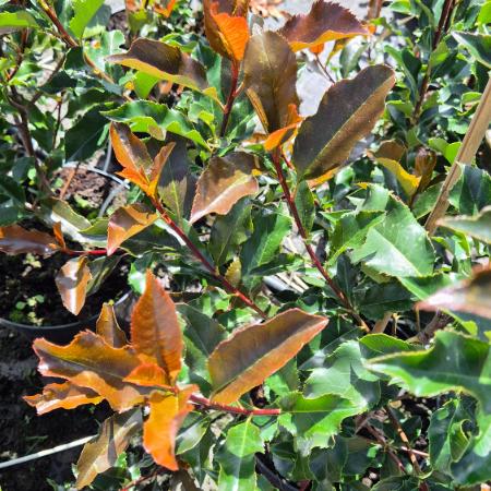 Photinia x fraseri 'Magical Volcano' – Korallberkenye 10 liter