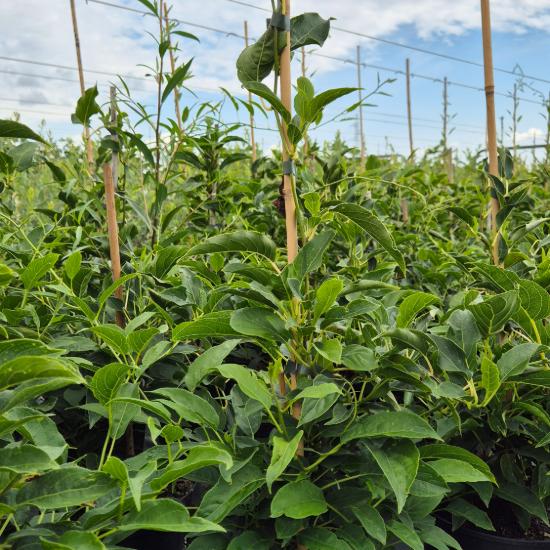 Actinidia arguta Issai - Kopasz mini kivi Actinidia arguta Issai - Kopasz mini kivi