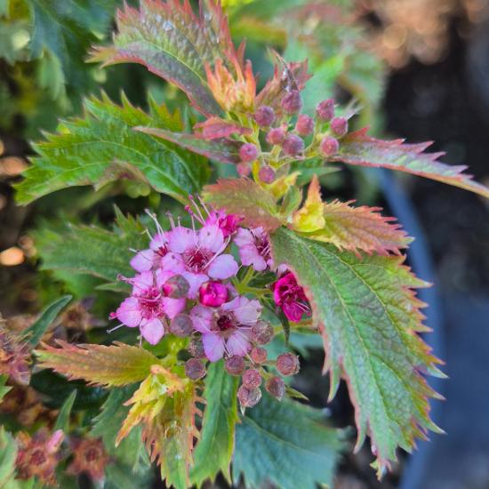 Spiraea japonica 'Crispa' - Rojtos gyöngyvessző 2 liter Spiraea japonica 'Crispa' - Rojtos gyöngyvessző 2 liter