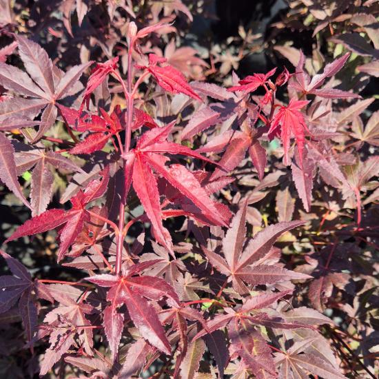 Atropurpureum Sötétvörös japán juhar 60-80 cm Atropurpureum Sötétvörös japán juhar 60-80 cm