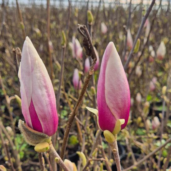 Magnolia x soulangeana - Liliomfa 2 liter Magnolia x soulangeana - Liliomfa 2 liter