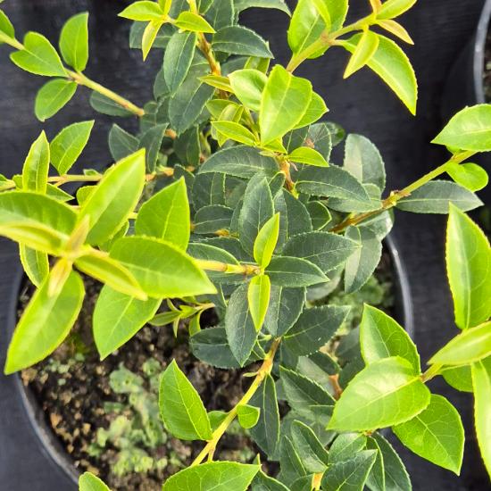 Osmanthus burkwoodii – Burkwood illatvirág 2 liter Osmanthus burkwoodii – Burkwood illatvirág 2 liter