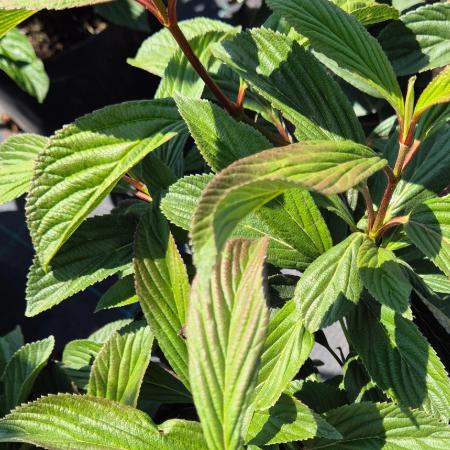 Viburnum x bodnantense 'Charles Lamont' – Kikeleti bangita 5 liter