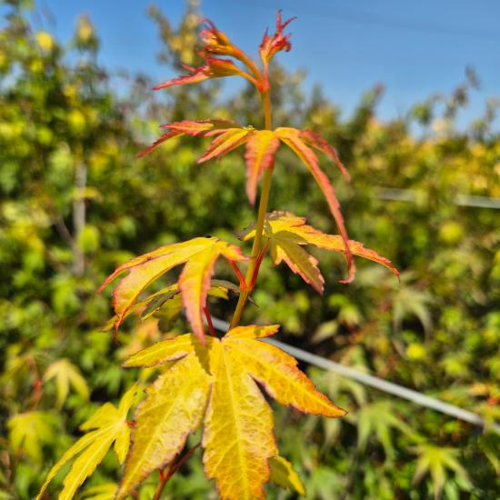 Acer palmatum 'Katsura' - Sárga japán juhar 5 liter Acer palmatum 'Katsura' - Sárga japán juhar 5 liter