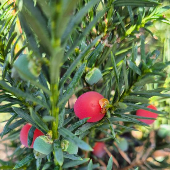 Taxus x.media 'Hicksii' - Oszlopos tiszafa, nõivarú, piros terméssel 0,5 liter Taxus x.media 'Hicksii' - Oszlopos tiszafa, nõivarú, piros terméssel 0,5 liter