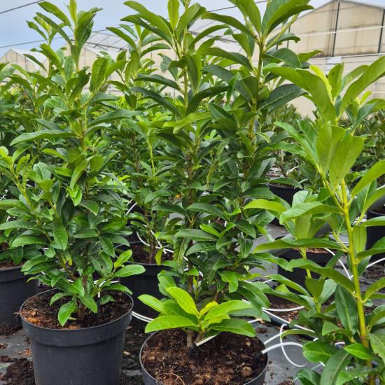Prunus laurocerasus 'Genolia' - Babérmeggy oszlopos 7,5 liter Prunus laurocerasus 'Genolia' - Babérmeggy oszlopos 7,5 liter