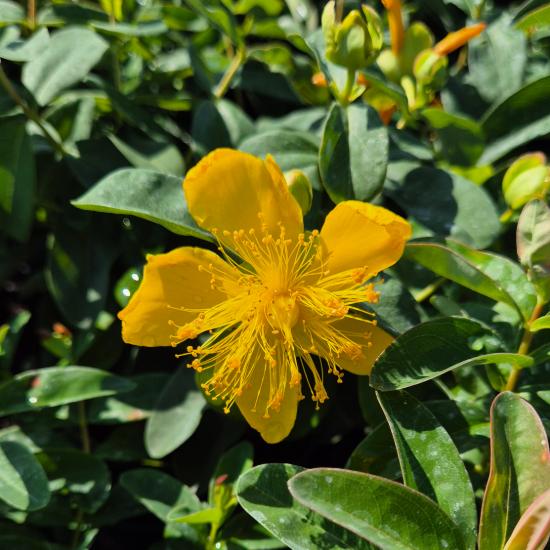 Hypericum calycinum - Örökzöld orbáncfű 2 liter Hypericum calycinum - Örökzöld orbáncfű 2 liter