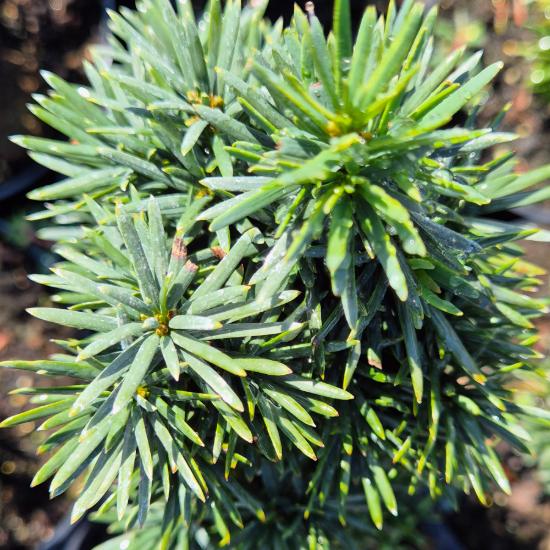 Taxus baccata 'Fastigiata Robusta' – Oszlopos tiszafa 2 liter Taxus baccata 'Fastigiata Robusta' – Oszlopos tiszafa 2 liter