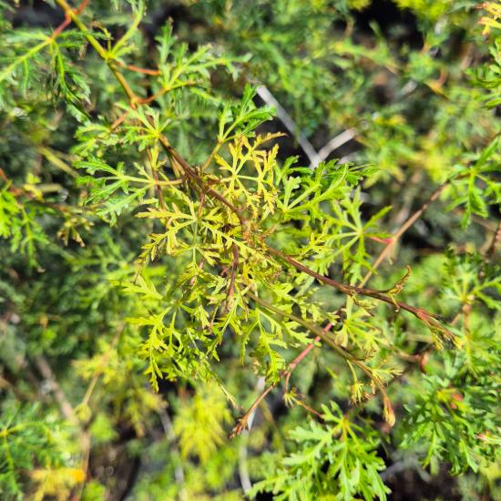 Acer palmatum 'Seiryu' – Japán juhar 10 liter Acer palmatum 'Seiryu' – Japán juhar 10 liter