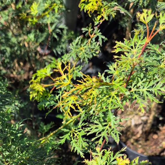 Acer palmatum 'Emerald Lace' – Japán juhar 2 liter Acer palmatum 'Emerald Lace' – Japán juhar 2 liter