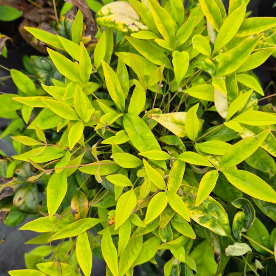 Nandina domestica 'Fire Power' - Japán szentfa 5 liter Nandina domestica 'Fire Power' - Japán szentfa 5 liter