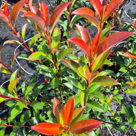 Photinia x fraseri 'Carre Rouge' - Korallberkenye 2 liter Photinia x fraseri 'Carre Rouge' - Korallberkenye 2 liter