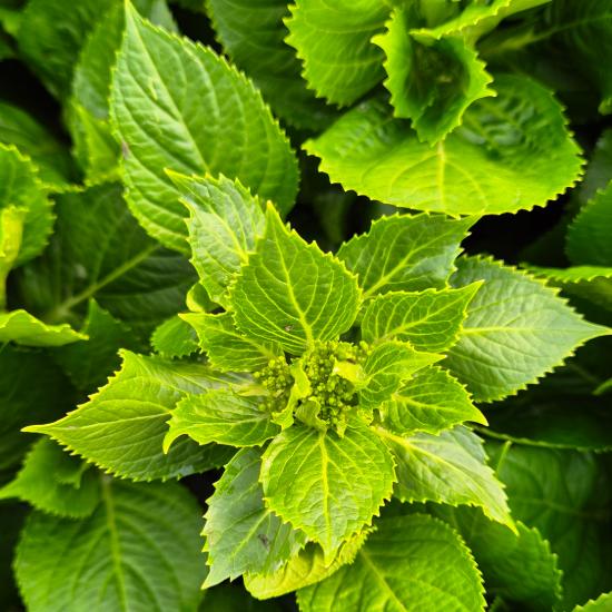 Hydrangea macrophylla 'Adria' - Kerti hortenzia 4 liter Hydrangea macrophylla 'Adria' - Kerti hortenzia 4 liter