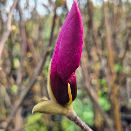 Magnolia liliflora 'Susan' - Nagyvirágú liliomfa 5 liter Magnolia liliflora 'Susan' - Nagyvirágú liliomfa 5 liter