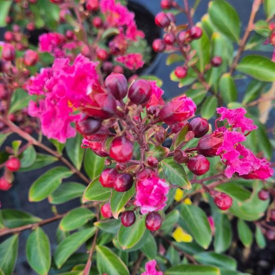 Lagerstroemia indica Red Imperator - Kínai selyemmirtusz 4 liter