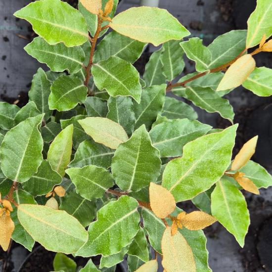 Elaeagnus ebbingei 'Compacta' – Széleslevelű ezüstfa 4 liter Elaeagnus ebbingei 'Compacta' – Széleslevelű ezüstfa 4 liter