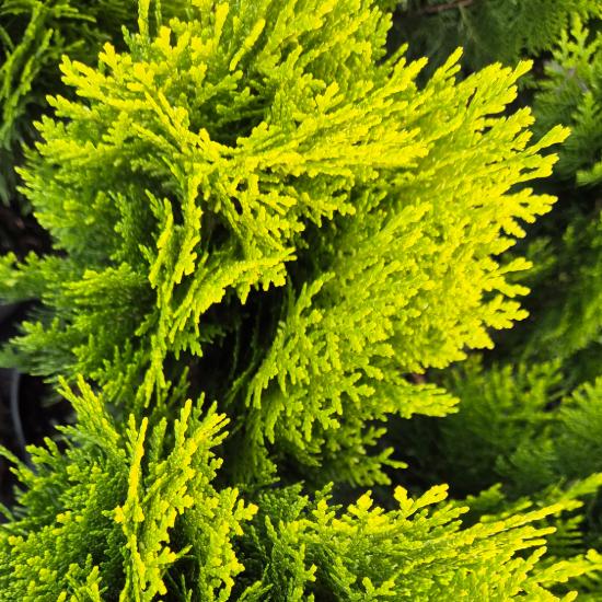 Thuja occidentalis Berkmannii - Törpe arany tuja 2 liter Thuja occidentalis Berkmannii - Törpe arany tuja 2 liter