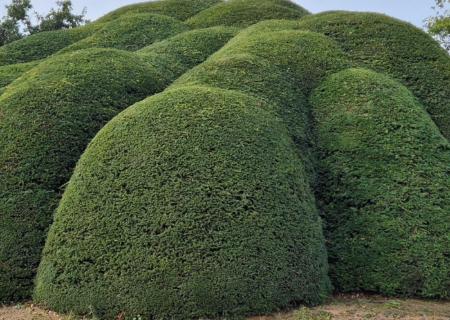 A sövények metszése – mikor, hogyan és miért fontos? title