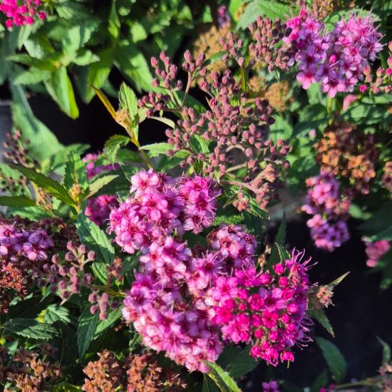Spiraea x bumalda 'Anthony Waterer' - Pompás gyöngyvessző 2 liter Spiraea x bumalda 'Anthony Waterer' - Pompás gyöngyvessző 2 liter
