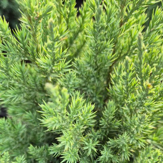 Juniperus chinensis 'Stricta' - Oszlopos kínai boróka 2 liter Juniperus chinensis 'Stricta' - Oszlopos kínai boróka 2 liter