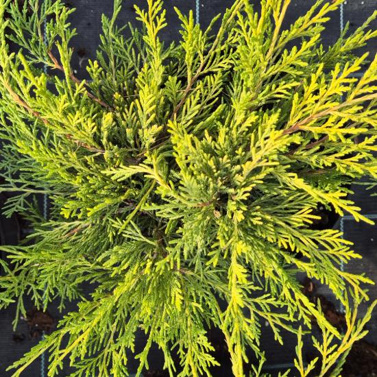 Juniperus x.media 'Old Gold' - Óarany terülő boróka 0,5 liter Juniperus x.media 'Old Gold' - Óarany terülő boróka 0,5 liter