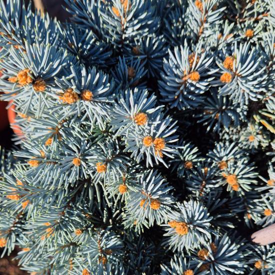 Picea pungens 'Glauca Globosa' – Törpe, gömb ezüstfenyő (magastörzsön 15/20 cm átmérő) Picea pungens 'Glauca Globosa' – Törpe, gömb ezüstfenyő (magastörzsön 15/20 cm átmérő)