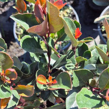 Photinia fraseri 'Little Red Robin' - Törpe vörös korallberkenye 2 liter Photinia fraseri 'Little Red Robin' - Törpe vörös korallberkenye 2 liter