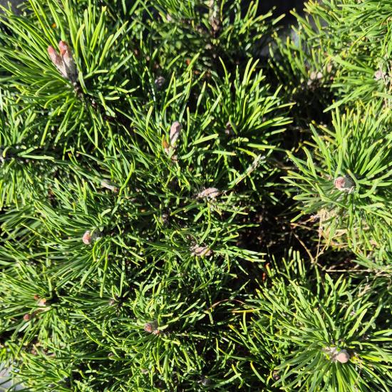 Pinus mugo var. Pumilio - Havasi törpefenyõ 0,5 liter Pinus mugo var. Pumilio - Havasi törpefenyõ 0,5 liter