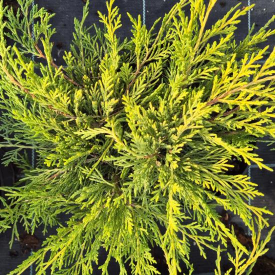 Juniperus x.media 'Old Gold' - Óarany terülő boróka 2 liter Juniperus x.media 'Old Gold' - Óarany terülő boróka 2 liter