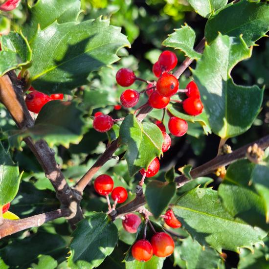 Ilex x meserveae 'Blue Princess' - Kék magyal termõs 4 liter Ilex x meserveae 'Blue Princess' - Kék magyal termõs 4 liter