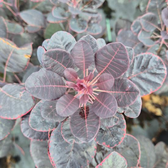 Cotinus coggygria 'Royal Purple' - Vörös cserszömörce 10 liter Cotinus coggygria 'Royal Purple' - Vörös cserszömörce 10 liter