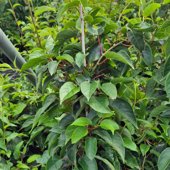 Actinidia arguta Red Jumbo - Kopasz kivi (piros) Actinidia arguta Red Jumbo - Kopasz kivi (piros)