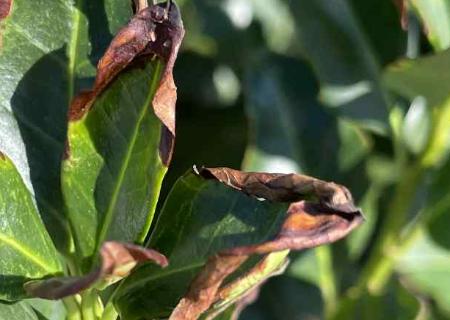 Növénybetegségek – általános áttekintés title