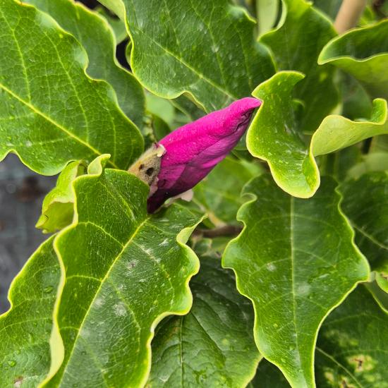 Magnolia 'Rickii' - Nagyvirágú liliomfa 10 liter Magnolia 'Rickii' - Nagyvirágú liliomfa 10 liter