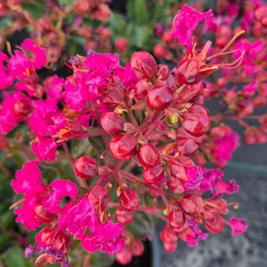 Lagerstroemia indica Rubra - Kínai selyemmirtusz 4 liter