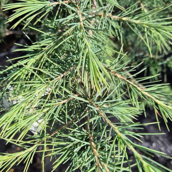 Cedrus deodara - Himalájai cédrus 5 liter Cedrus deodara - Himalájai cédrus 5 liter