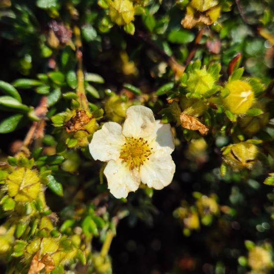 Potentilla fruticosa 'Primrose Beauty' – Világossárga virágú cserjés pimpó 2 liter Potentilla fruticosa 'Primrose Beauty' – Világossárga virágú cserjés pimpó 2 liter